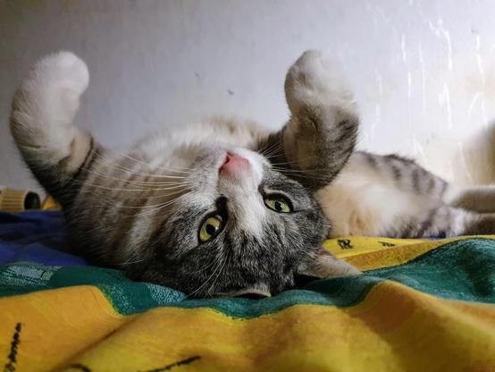 Tomcat Pauli lies on her back on a colourful blanket with yellow, green and blue surfaces. Its gray-white tigered fur shimmers in the soft side light. Pauli has angled the front paws and looks relaxed. His green eyes look slightly sideways, not directly into the camera. The background shows a bright, slightly textured wall that is gently blurred.
Kater Pauli liegt auf dem Rücken auf einer bunten Decke mit gelben, grünen und blauen Flächen. Sein grau-weiß getigertes Fell schimmert im weichen Seitenlicht. Pauli hat die Vorderpfoten angewinkelt und wirkt entspannt. Seine grünen Augen blicken leicht seitlich, nicht direkt in die Kamera. Der Hintergrund zeigt eine helle, leicht strukturierte Wand, die sanft unscharf ist. Tomcat Pauli lies on her back on a colourful blanket with yellow, green and blue surfaces. Its gray-white tigered fur shimmers in the soft side light. Pauli has angled the front paws and looks relaxed. His green eyes look slightly sideways, not directly into the camera. The background shows a bright, slightly textured wall that is gently blurred.
Kater Pauli liegt auf dem Rücken auf einer bunten Decke mit gelben, grünen und blauen Flächen. Sein grau-weiß getigertes Fell schimmert im weichen Seitenlicht. Pauli hat die Vorderpfoten angewinkelt und wirkt entspannt. Seine grünen Augen blicken leicht seitlich, nicht direkt in die Kamera. Der Hintergrund zeigt eine helle, leicht strukturierte Wand, die sanft unscharf ist.